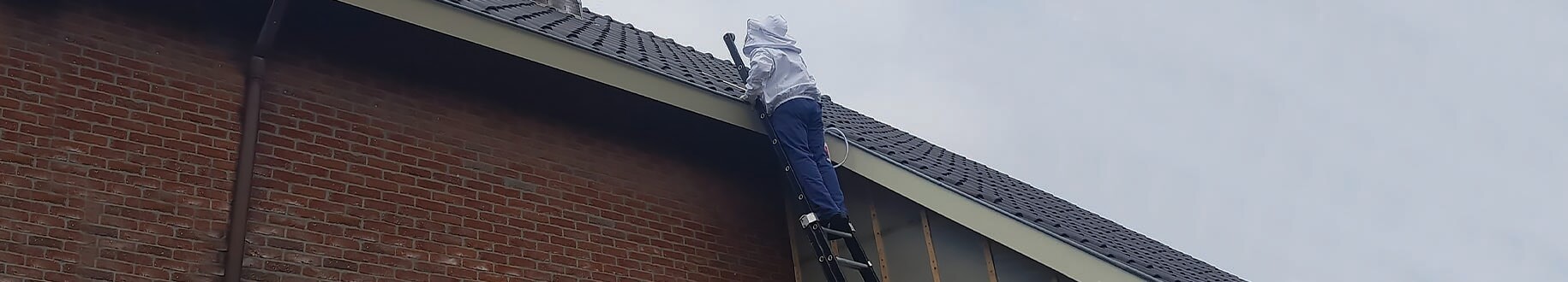 Ongedierte-bestrijden-Antwerpen